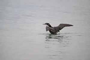 Breeding Plumage Prints: The largest of the UK's divers
