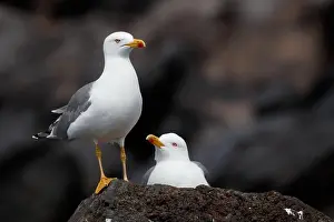 Canaries Prints: Larus michahellis Yellow-legged Gull on Lanzarote, Canary Islands
