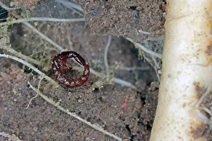 Magnification Prints: The larva of a predatory beetle of the family rowe beetles