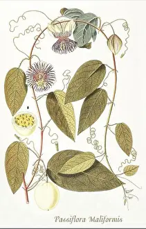 Floral Art Prints: A late 18th century illustration of Passiflora maliformis