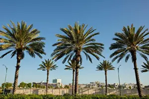 Urban Skyline Prints: Late afternoon view of palm trees in downtown Anaheim, California, USA