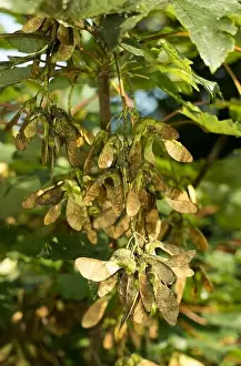 New Growth Prints: In late summer the seed of the Sycamore tree develop in drooping clusters