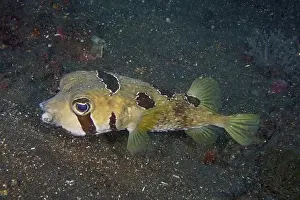 Overviews Prints: Lateral view of a masked porcupinefish (Diodon liturosus) above the seabed