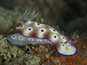 Gastropods Prints: Lateral view of a white nudibranch with purple spots