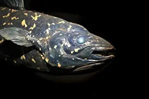 Sarcopterygii Prints: latimeria fish isolated on the black background