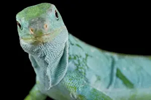 The Lau Banded Iguana (Brachylophus fasciatus) is a critically endangered reptile species from the Fiji islands