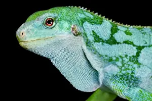 Iguana Prints: The Lau Banded Iguana (Brachylophus fasciatus) is a critically endangered reptile species from the Fiji islands