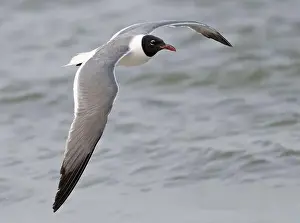 Gull Prints: The laughing gull flying over ocean