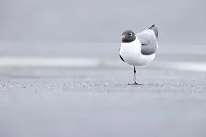 New Jersey Prints: Laughing gull Leucophaeus atricilla