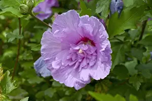 With Nobody Prints: Lavatera or Mallow tree (Lavatera sp) double flower
