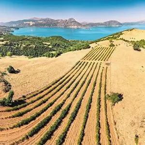 Vinery Prints: Lavender and agricultural shrub plantations with Lake Egirdir in the background