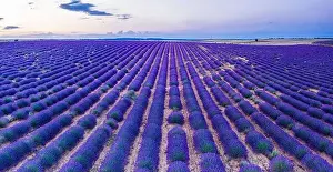Lavender field in blossom. Rows of lavender bushes stretching to the horizon. Brihuega, Spain