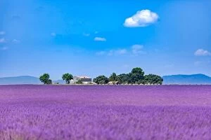 Images Dated 2nd July 2018: Lavender field in the South of France, trees and countryside house. Summer landscape