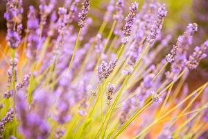 Images Dated 13th February 2019: Lavender field in the summer. Lavender flowers at sunset in Provence, France