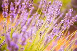 Lavender field in the summer. Lavender flowers at sunset in Provence, France. Closeup nature view, blooming floral landscape, summer blooming scenery