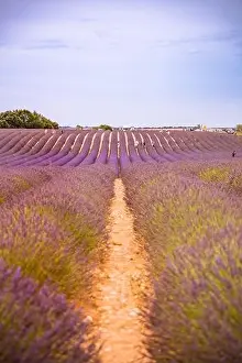 Lavender field in the summer. Lavender flowers at sunset in Provence, France. Closeup nature view, blooming floral landscape, summer blooming scenery
