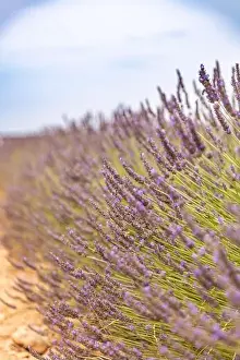 Lavender field in the summer. Lavender flowers at sunset in Provence, France. Closeup nature view, blooming floral landscape, summer blooming scenery