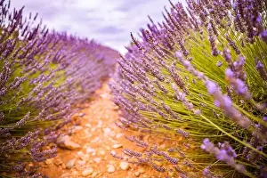 Lavender field in the summer. Lavender flowers at sunset in Provence, France. Closeup nature view, blooming floral landscape, summer blooming scenery