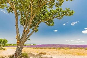 Images Dated 2nd July 2018: Lavender field with a tree, Provence, France