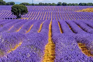 World Destinations Prints: Lavender fields in Brihuega, Guadalajara, Spain
