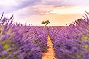 Images Dated 13th February 2019: Lavender fields at sunset near Valensole, Provence, France. Beautiful summer landscape