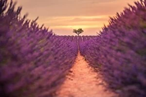 Images Dated 13th February 2019: Lavender fields at sunset near Valensole, Provence, France. Beautiful summer landscape
