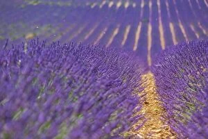 Images Dated 2nd July 2018: Lavender flower blooming fields endless rows. Valensole Provence nature landscape, lavender flowers