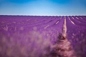 Images Dated 3rd July 2018: Lavender flower blooming scented fields in endless rows. Valensole plateau, provence, france, europe