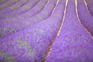 Lavender flower blooming scented fields in endless rows. Valensole plateau, Provence, Europe. Beautiful flower field, purple color, artistic nature