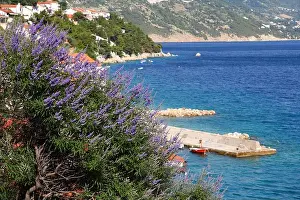Makarska Riviera Prints: Lavender flowers in Makarska riviera region of Croatia. Adriatic Sea
