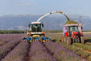 Valensole Prints: Lavender harvest by modern methods on the Valensole plateau