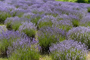 Lavender Field Prints: Lavender plants growing in a field in Sirhama