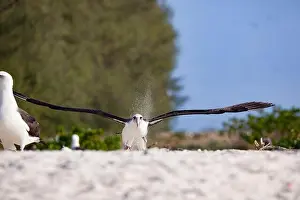 Sand Island Prints: Laysan albatross, Phoebastria immutabilis