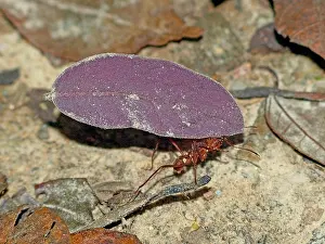Trinidad Prints: Leaf Cutter Ant ( Atta cephalotes ) carrying a leaf - Trinidad tropical rainforest