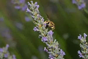 Arthropoda Prints: a leaf cutter bee on a lavender blossom