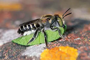 Arthropods Prints: Leaf-cutter Bee (Megachile sp.) Carrying a leaf to nest