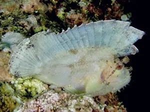 Scorpionfishes Prints: Leaf-like, transparent rocking fish (Taenianotus triacanthus) hiding in the coral reef