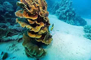 Marsa Alam Underwater Prints: Leafy cup coral near Abu Dabab reef, underwater photograph, Red Sea, Egypt