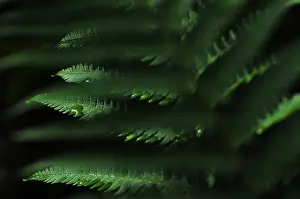 Droplets Prints: Leaves of ferns on Mount Lemmon