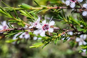 Leave Prints: Leaves and flowers of Manuka (Leptospermum scoparium)