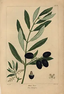 Drupe Prints: Leaves, fruit, drupe and flowers of the olive tree, Olea europaea