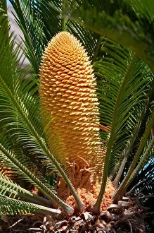 Leaves and Male Cone of Cycas Revoluta Plant