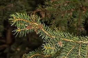 Leaves of Norway Spruce Kellermann's Blue Cameo (Picea abies)