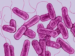 Microorganism Prints: Legionella pneumophila