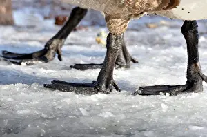 Geese Prints: Legs and Feet of Canada Geese