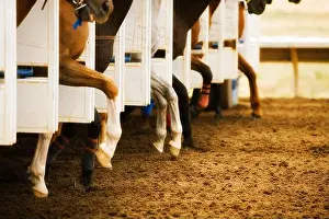 Hoof Prints: Legs of race horses taking their first step out of starting gate during race