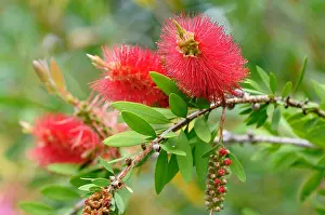 Myrtaceae Prints: Lemon Bottlebrush (Callistemon citrinus), inflorescence, North Rhine-Westphalia, Germany