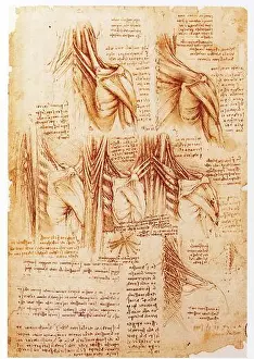 Leonardo Da Vinci Prints: Leonardo da Vinci. 1452-1519. Muscles du dos et de la colonne vertébrale