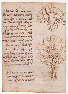 Drawings Prints: Leonardo da Vinci. Drawings of trees. 1499