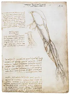 Leonardo Da Vinci Prints: Leonardo Da Vinci, The Veins of the Arm (with deatail)